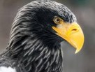 Stellers sea eagle